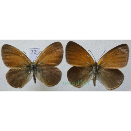 Coenonympha glycerion (Borkhausen, 1788) 2xmale Strzępotek glicerion Czech32j